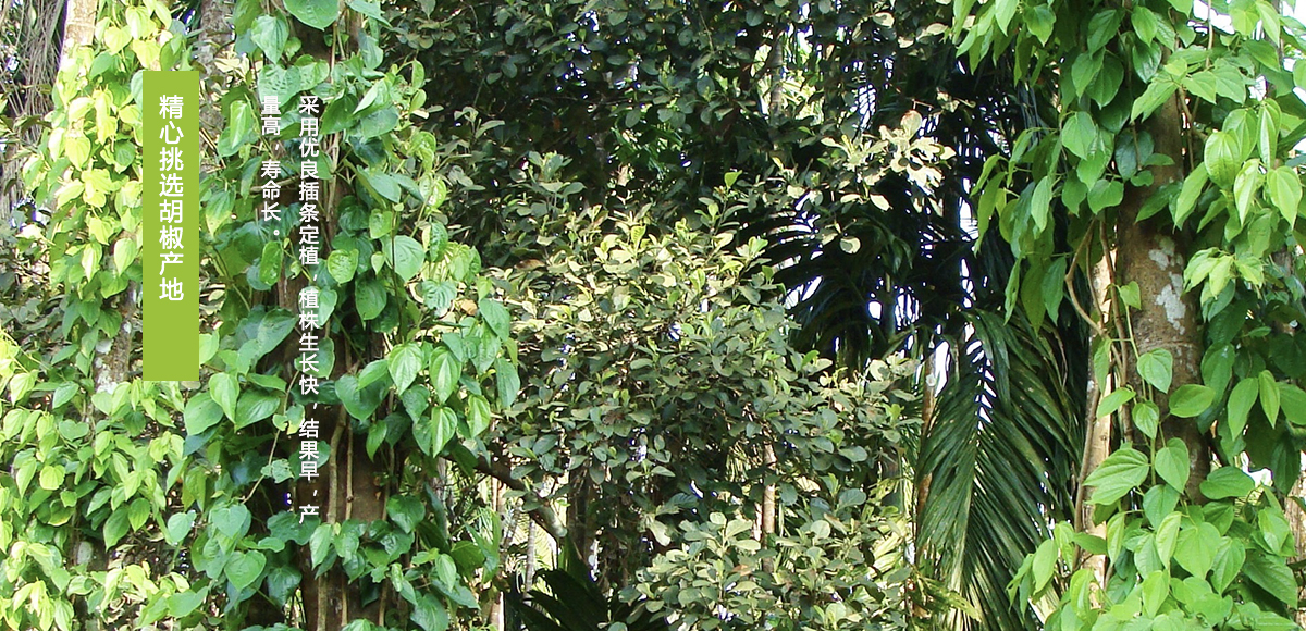 1529549681168350lwgE.jpg 2.jpg